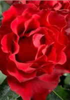Le rosier hommage à Barbara à 26,60€ - Delbard
