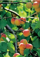 Réservez vos fruitiers et rosiers pour l'automne  - Delbard