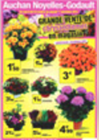 Grande vente de chrysanthèmes - Auchan